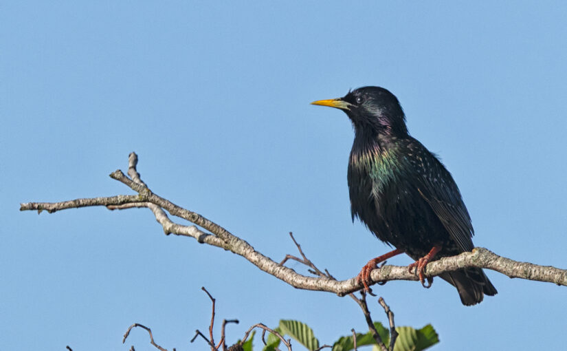 May 28 – On a branch