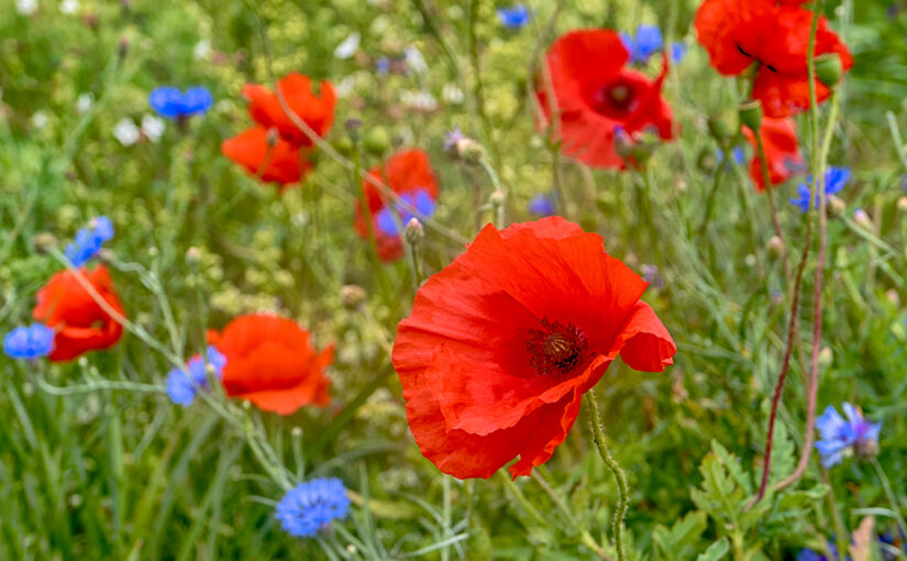 Jun 08 – Poppies