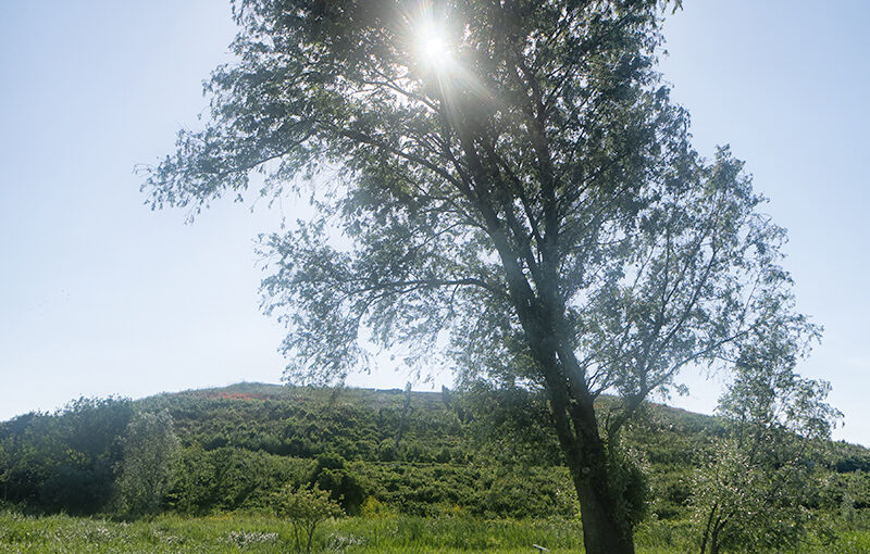 Jun 09 – Tree