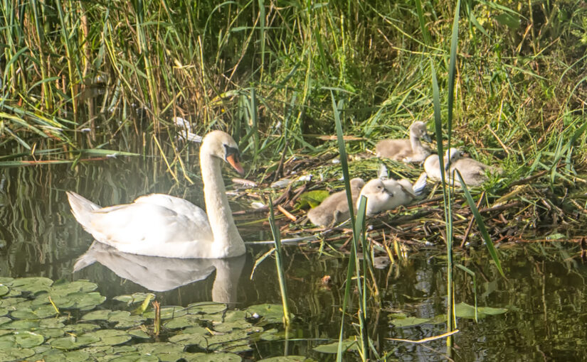 Jun 10 – Cygnets II