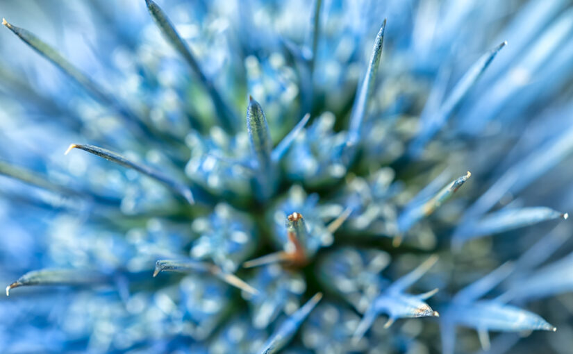 Detail of a thistle in a bouquet