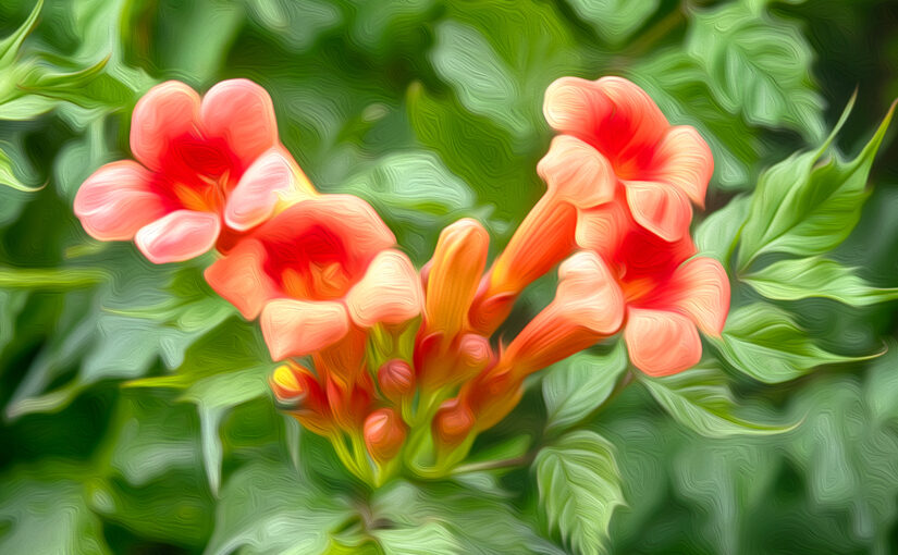 Jun 27 – Trumpet vine