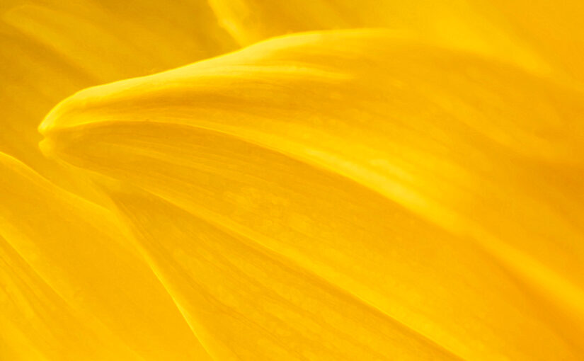 Jun 30 – Yellow