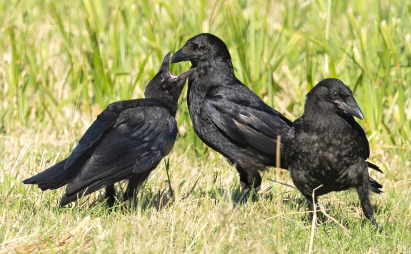 Jul 01 – Crows