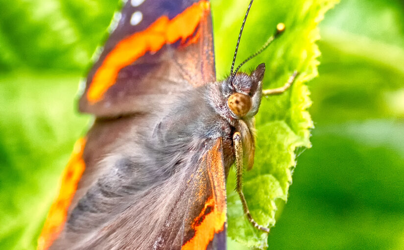 Jul 02 – On a leaf