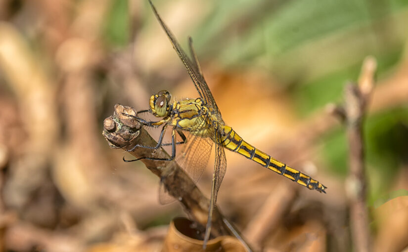 Jul 06 – Dragonfly