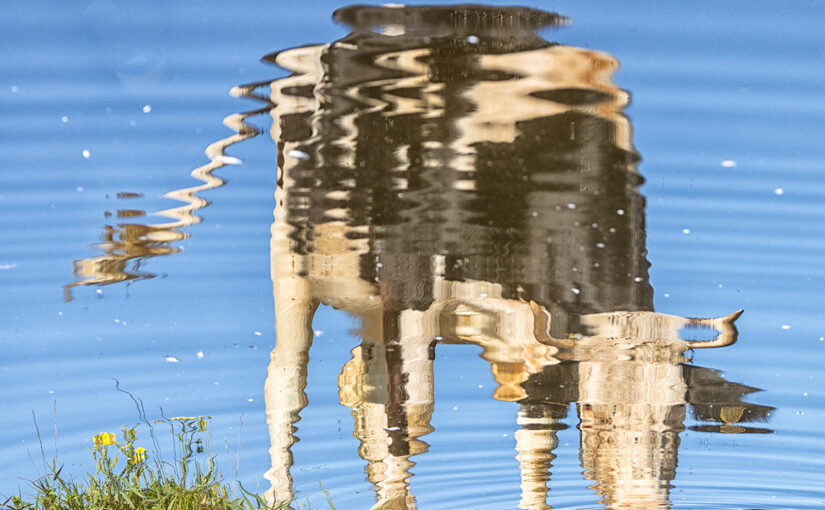 Reflection of a drinking cow