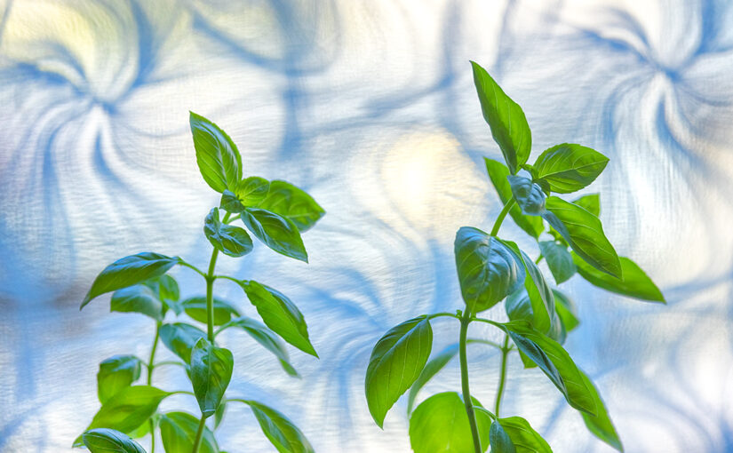 Jul 10 – Basil