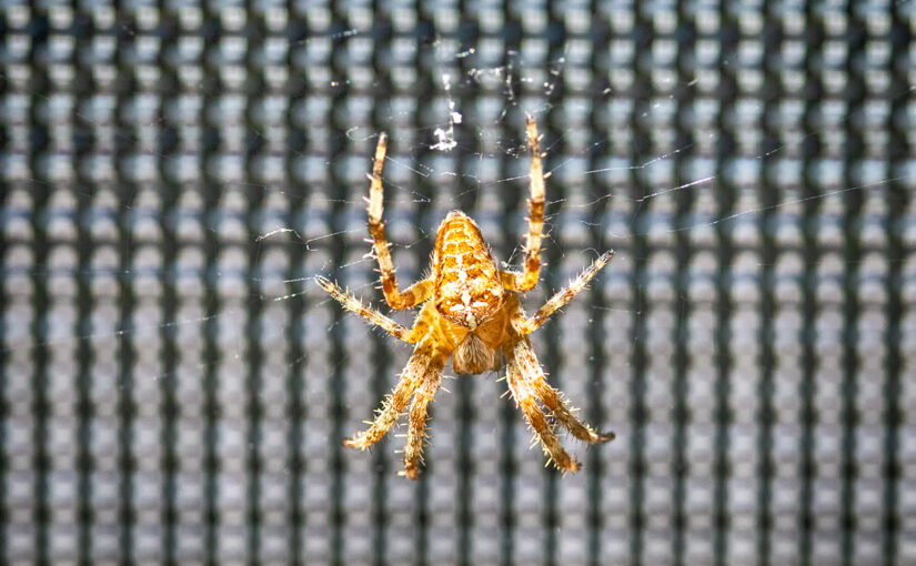 Jul 15 – Eight legs
