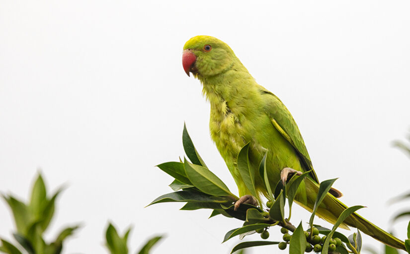 A ring-necked parakeet on the holly on a grey morning. I don't see them very often in my garden