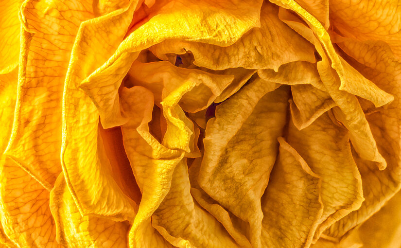 Jul 22 – Old beauty