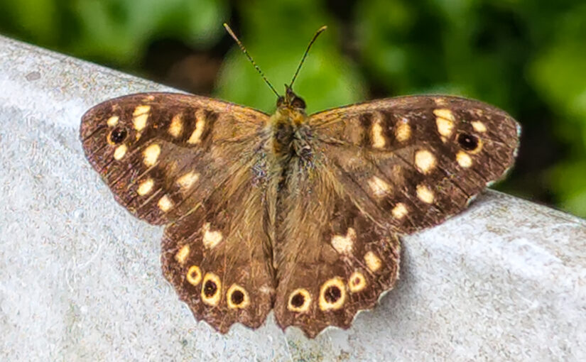 Jul 24 – Speckled