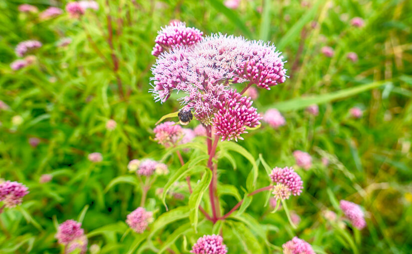Hemp-agrimony ("koninginnekruid") in the field