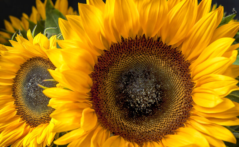 Jul 28 – Sunny