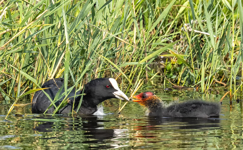 Coots in the field