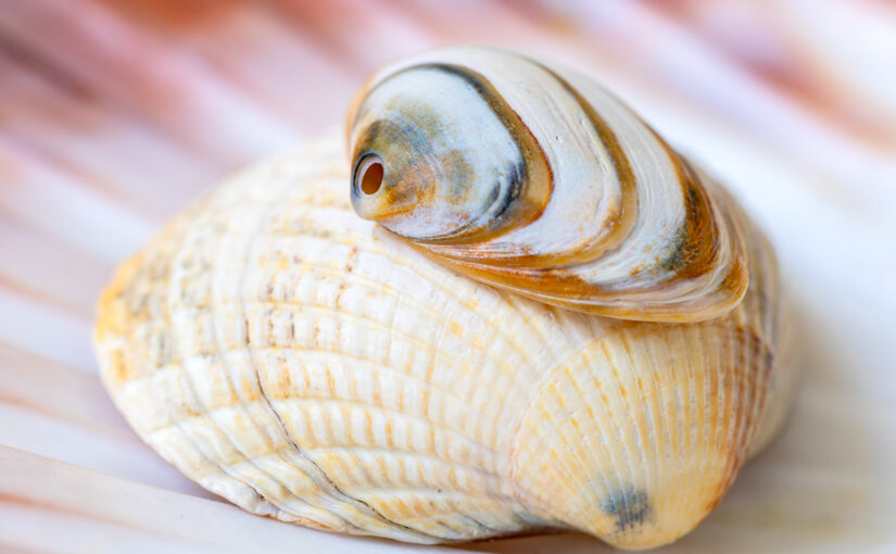 Aug 02 – Shell on shell