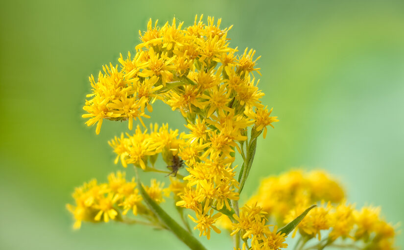 Aug 06 – Goldenrod
