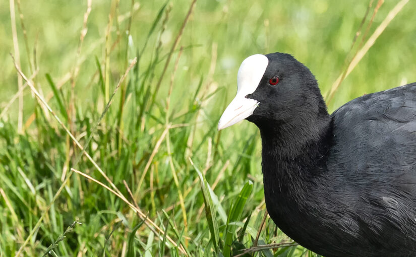 Aug 10 – Red eye