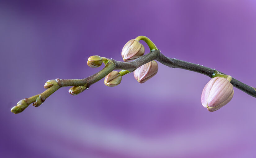 Aug 11 – Buds