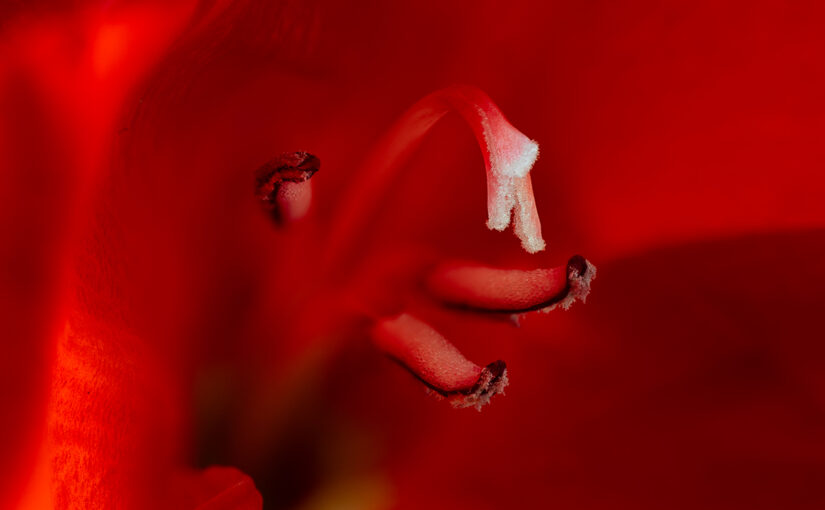 Aug 12 – Red