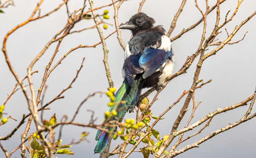 Aug 17 – In a tree