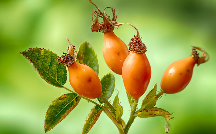 Aug 19 – Rose hips