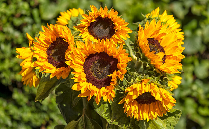 Aug 25 – In the sun
