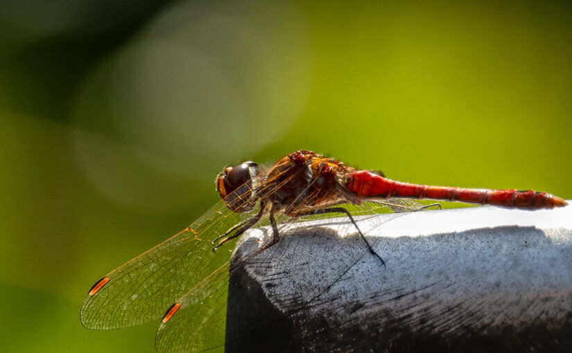 Aug 26 – Winged