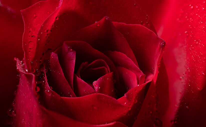 Aug 31 – This rose will never die V