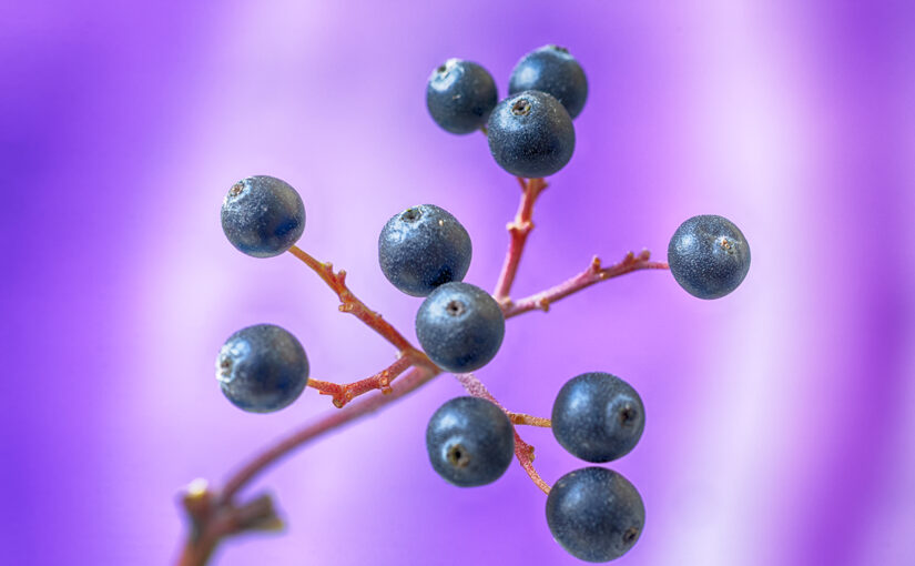 Sep 02 – Berries