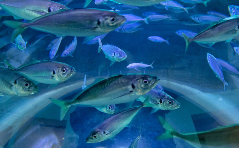Sep 05 – Fishy