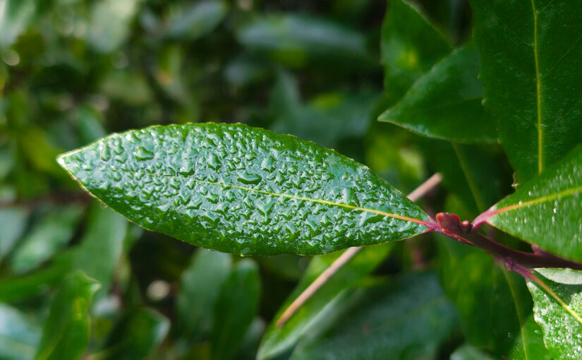 Oct 02 – Drops