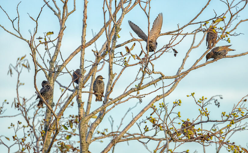 Oct 03 – Birdies