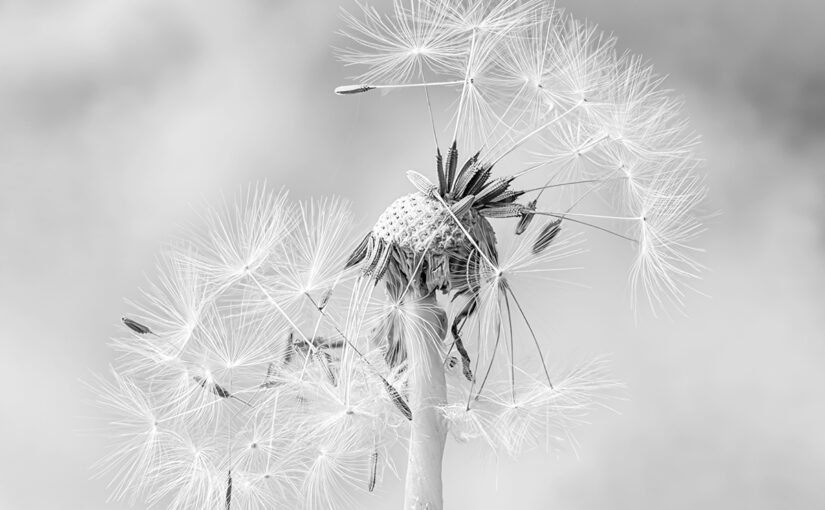 Oct 07 – Fluffy