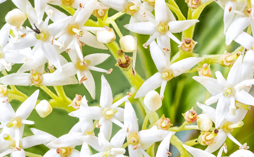 Oct 12 – Flowers