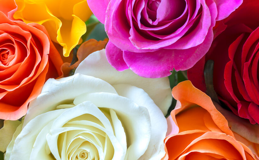 Oct 14 – Roses