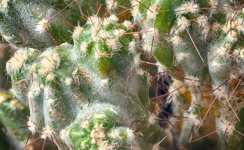 Oct 17 – Prickly