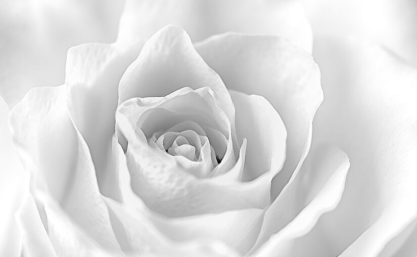 Oct 19 – Rose